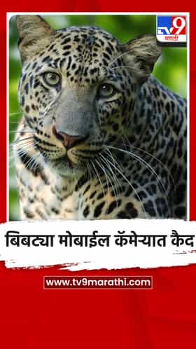 मध्यरात्री फणसाच्या कट्ट्यावर बसलेला बिबट्या मोबाईल कॅमेऱ्यात कैद