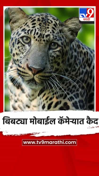 मध्यरात्री फणसाच्या कट्ट्यावर बसलेला बिबट्या मोबाईल कॅमेऱ्यात कैद-1737130