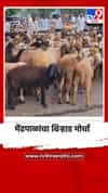 मालेगाव तालुक्यातील मोहपाडे येथे मेंढपाळांचा बिऱ्हाड मोर्चा