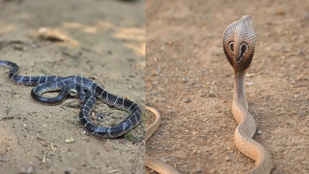 मान्सूनचा हंगाम सुरू आहे आणि या काळात सर्पदंशाच्या बातम्या सामान्यतः ऐकू येतात. खरे तर, पावसाळ्यात पाणी भरल्यामुळे साप आपल्या बिळातून बाहेर पडून वस्तीच्या भागांकडे येतात. याशिवाय या हंगामात बेडूक आणि उंदीरही खूप वाढतात. त्याचा शोध घेत साप घराजवळ पोहोचतात. अशा वेळी बहुतेक लोकांच्या मनात प्रश्न असतो की सापाला कसे पकडायचे किंवा कसे पळवायचे. आज आम्ही तुम्हाला याच काही प्रश्नांची उत्तरे देणार आहोत. चला जाणून घेऊया..