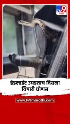 हेडलाईट उघडताच दिसला विषारी घोणस-1730013