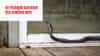 Snakes Safety Tips : वळवळतच खतरनाक साप घरात येतात... तुमच्या घरात तर नाही ना हे 5 गंध ? आताच...