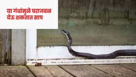 वळवळतच खतरनाक साप घरात येतात... तुमच्या घरात तर नाही ना हे 5 गंध ?.