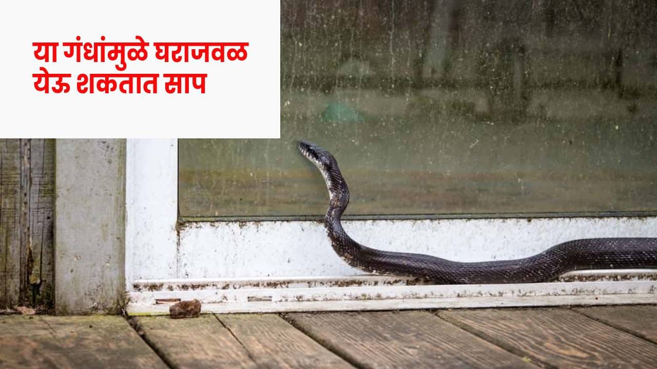Snakes Safety Tips : वळवळतच खतरनाक साप घरात येतात... तुमच्या घरात तर नाही ना हे 5 गंध ? आताच... Snakes Safety Tips : वळवळतच खतरनाक साप घरात येतात... तुमच्या घरात तर नाही ना हे 5 गंध ? आताच...