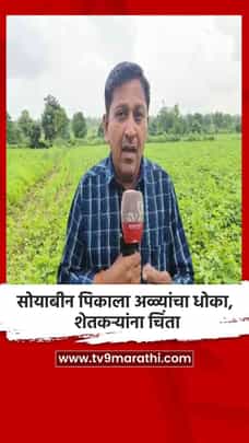 सोयाबीन पिकाला अळ्यांचा धोका, शेतकऱ्यांना चिंता-1731803