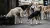 Kalyan Dombivli Stray Dogs : कल्याण-डोंबिवलीत भटक्या कुत्र्यांची इतकी दहशत की, 6 महिन्यातील डॉग बाईटचा आकडा ऐकाल तर हडबडून जाल