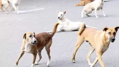 भटक्या कुत्र्यांकडून चावा, मोकाट गायीचा हल्ला; 2 घटनांनी वाढवली चिंता.