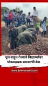 पुण्याच्या वाकीमधील पूल वाहून गेल्याने विद्यार्थ्यांना करावा लागतोय धोकादायक प्रवास