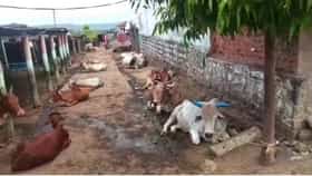 ना दुधाची विक्री, ना पॅकेटचं दूध; भारताच्या या अनोख्या गावाबद्दल माहित्ये का ?