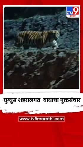 चंद्रपूर जिल्ह्यातील घुग्घुस शहरालगत वाघाचा मुक्तसंचार, वेकोली कर्मचाऱ्यांमध्ये भीतीचे वातावरण