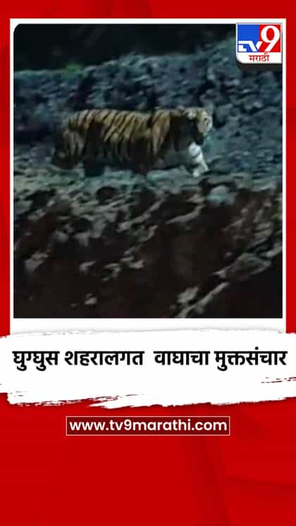 चंद्रपूर जिल्ह्यातील घुग्घुस शहरालगत वाघाचा मुक्तसंचार, वेकोली कर्मचाऱ्यांमध्ये भीतीचे वातावरण-1745174