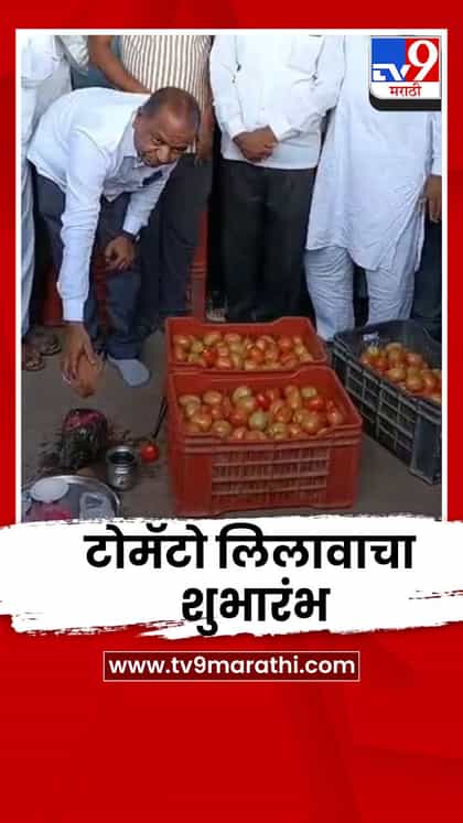 येवला बाजार समितीत टोमॅटो लिलावाचा शुभारंभ; सरासरी 270 ते 320 रुपयांचा बाजारभाव-1737525