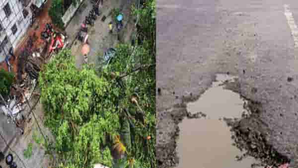 Mumbai News : झाडांना विषारी इंजेक्शन ते खड्डेमुक्त मुंबईच्या दाव्यानंतरही पुन्हा कोट्यवधींची तरतूद, मुंबईतील पाच महत्वाच्या बातम्या
