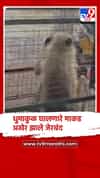 नंदुरबार येथे गेल्या अनेक दिवस धुमाकुळ घालणाऱ्या माकडाला केले जेरबंद
