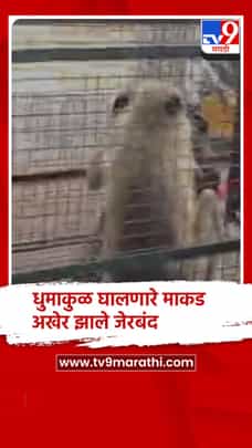 नंदुरबार येथे गेल्या अनेक दिवस धुमाकुळ घालणाऱ्या माकडाला केले जेरबंद-1724446