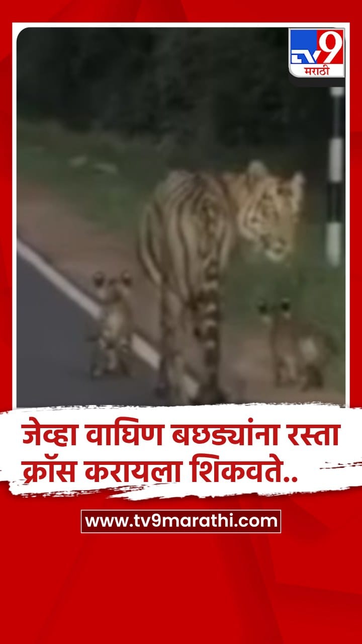 चंद्रपूरात ताडोबात 'छोटी मधू' वाघिणीने दोन बछड्यांसह रस्ता ओलांडला-1728248