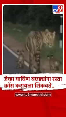 चंद्रपूरात ताडोबात 'छोटी मधू' वाघिणीने दोन बछड्यांसह रस्ता ओलांडला-1728248