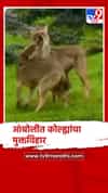 आंबोली चौकुळच्या एका सड्यावर कोल्ह्यांच्या कळपाचा मुक्त विहार