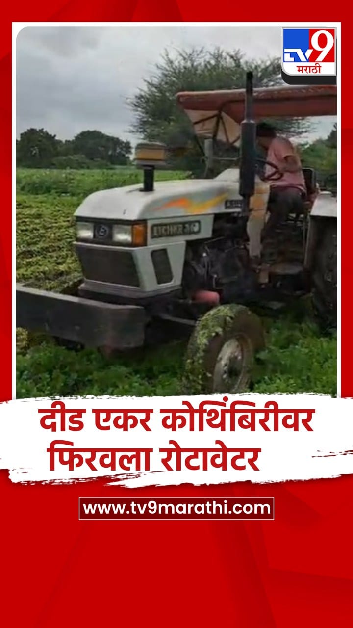 येवल्यात कोथिंबिरीला कवडीमोल भाव; शेतकऱ्याने दीड एकर कोथिंबिरीवर फिरवला रोटावेटर-1738506