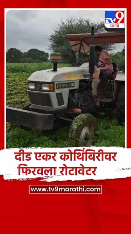 येवल्यात कोथिंबिरीला कवडीमोल भाव; शेतकऱ्याने दीड एकर कोथिंबिरीवर फिरवला रोटावेटर-1738506