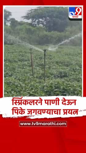 अहिल्यानगर - श्रीरामपुर - पावसाने दडी मारल्याने खरीप पिके धोक्यात ; पिके जगवण्यासाठी शेतकऱ्यांची धडपड