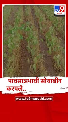 बुलढाणा:पावसाअभावी पिके करपली, दुष्काळ जाहीर करा, एकरी ५० हजार रुपयांची सरसकट मदतीची मागणी