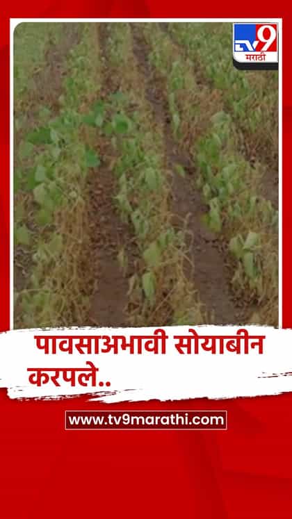 बुलढाणा:पावसाअभावी पिके करपली, दुष्काळ जाहीर करा, एकरी ५० हजार रुपयांची सरसकट मदतीची मागणी-1746058