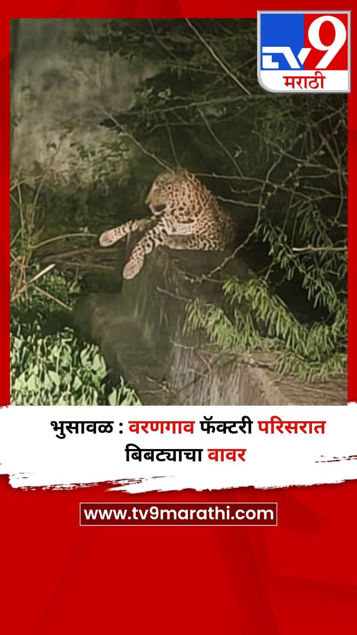 भुसावळ : वरणगाव फॅक्टरी परिसरात बिबट्याचा वावर-1731142
