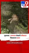 भुसावळ : वरणगाव फॅक्टरी परिसरात बिबट्याचा वावर