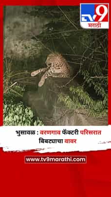 भुसावळ : वरणगाव फॅक्टरी परिसरात बिबट्याचा वावर-1731142