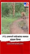 PT1 टायगरने पर्यटकांचा रस्त्यात मांडला ठिय्या
