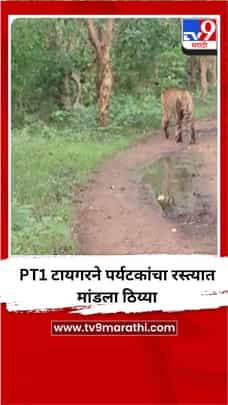 PT1 टायगरने पर्यटकांचा रस्त्यात मांडला ठिय्या-1726578