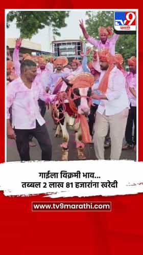 गाईला विक्रमी भाव... तब्बल 2 लाख 81 हजारांना खरेदी.. ग्रामस्थांकडून वाजतगाजत मिरवणूक