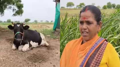 दीड हजार परत घ्या, मी 3 हजार देते, लाडक्या बहिणीचा संताप; दुष्काळ झळांमुळे अश्रूही अनावर!
