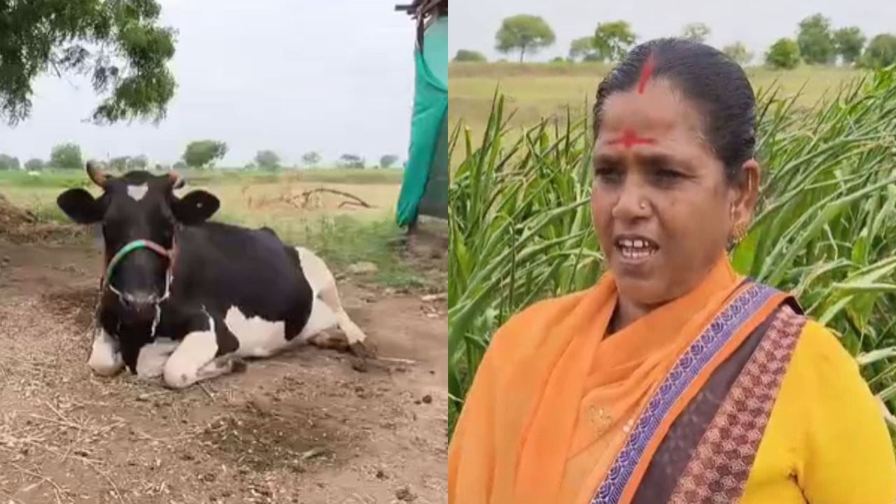 दीड हजार परत घ्या, मी 3 हजार देते, लाडक्या बहिणीचा संताप; दुष्काळ झळांमुळे अश्रूही अनावर! दीड हजार परत घ्या, मी 3 हजार देते, लाडक्या बहिणीचा संताप; दुष्काळ झळांमुळे अश्रूही अनावर!