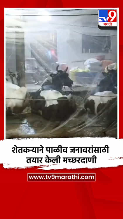 शेतकऱ्याने पाळीव जनावरांसाठी तयार केली मच्छरदाणी-1741422