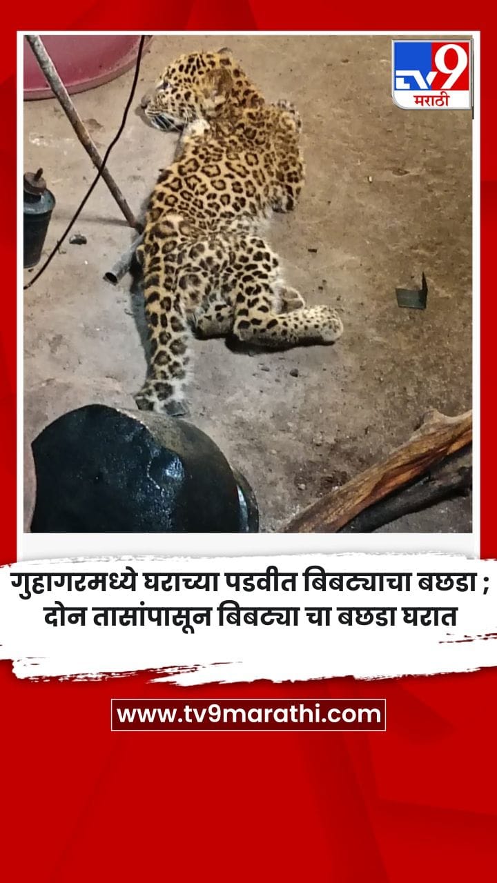 रत्नागिरी - गुहागरमध्ये घराच्या पडवीत बिबट्याचा बछडा, दोन तासांपासून बिबट्याचा बछडा घरात-1732918