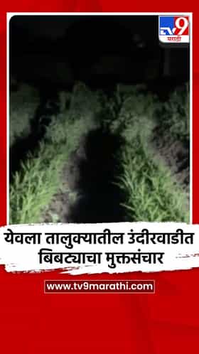 येवला तालुक्यातील उंदीरवाडीत बिबट्याचा मुक्तसंचार