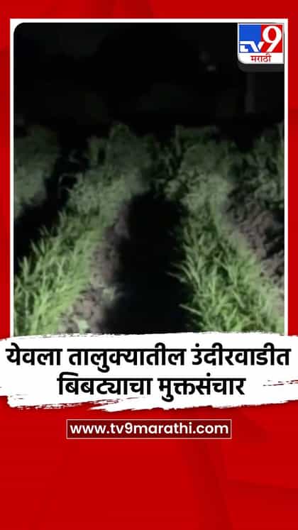 येवला तालुक्यातील उंदीरवाडीत बिबट्याचा मुक्तसंचार-1738406