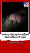 मलकापूर पांग्रा सह पोफळ शिवणी शिवारात बिबट्याची दहशत
