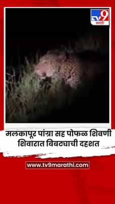 मलकापूर पांग्रा सह पोफळ शिवणी शिवारात बिबट्याची दहशत-1727190