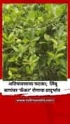 अतिपावसाचा मोठा फटका; लिंबू बागांवर ‘कँकर’ रोगाचा प्रादुर्भाव