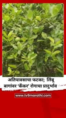 अतिपावसाचा मोठा फटका; लिंबू बागांवर ‘कँकर’ रोगाचा प्रादुर्भाव-1733335