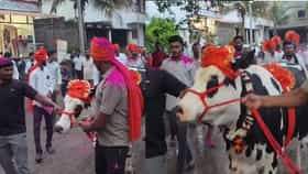 गाईला मिळाला तब्बल 2 लाख 21 हजारांचा विक्रमी भाव....