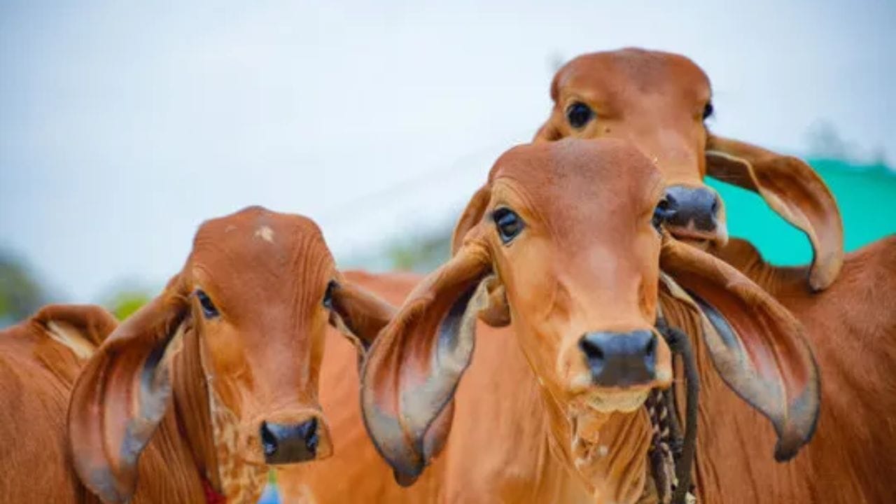गोमूत्राने शेतकरी होणार मालामाल, १० रुपये लिटरने खरेदी करणार सरकार, दूधानंतर आता गोमूत्र शेतकऱ्यांना ठरणार वरदान... गोमूत्राने शेतकरी होणार मालामाल, १० रुपये लिटरने खरेदी करणार सरकार, दूधानंतर आता गोमूत्र शेतकऱ्यांना ठरणार वरदान...