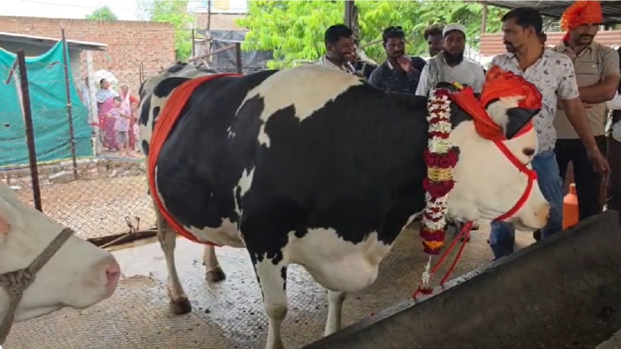 तर, तब्बल 2 लाख 21 हजार रुपयांना विकल्या गेलेल्या या जातवंत गाईसाठी ही भव्य मिरवणूक काढण्यात आली. गाईच्या विक्रीची बातमी समजताच ग्रामस्थांनीही मोठ्या उत्साहात तिचं दर्शन घेतलं आणि थाटामाटात मिरवणूक काढत गाईला निरोप दिला..