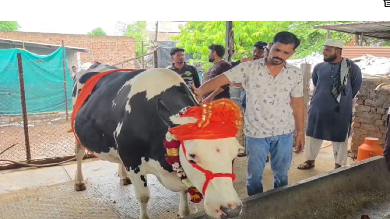 मानोरी येथील तरुण दूध उत्पादक शेतकरी गजानन थोरात यांनी या गाईचं उत्तम संगोपन केलं.. योग्य आहार, नियमित देखभाल, स्वच्छता, आरोग्याची काळजी आणि जातवंत जनावरांची निवड.. या सगळ्याचा परिणाम म्हणजे या गाईला मिळालेला तब्बल 2 लाख 21 हजार रुपयांचा भाव..