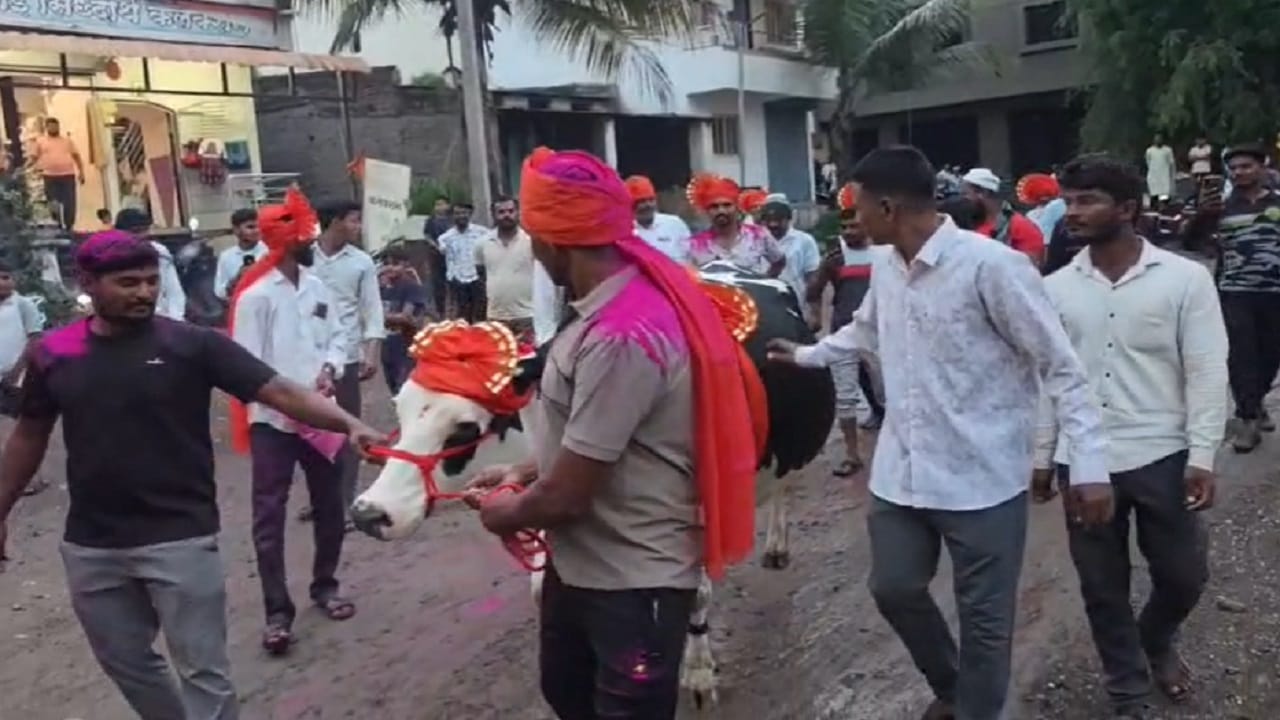 मानोरी गावात निघालेली गाईची मिरवणूक चर्चेचा विषय ठरतोय. डीजेचा दणदणाट.. ग्रामस्थांची गर्दी.. गाईची पूजा.. फुलांचा हार आणि त्यानंतर वाजतगाजत निरोप.. मानोरी गावातलं हे दृश्य एखाद्या मोठ्या सोहळ्यापेक्षा कमी नव्हतं.. पण ही मिरवणूक कशासाठी? असा प्रश्न तुम्हाला देखील पडला असेल,