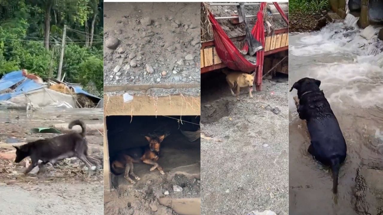 Nepal Flash Flood : घर उद्ध्वस्त, माणसंही गेली... पण मालकाच्या परतीच्या आशेने चार श्वान अजूनही तिथेच! 4 Video पाहून मन हेलावेल Nepal Flash Flood : घर उद्ध्वस्त, माणसंही गेली... पण मालकाच्या परतीच्या आशेने चार श्वान अजूनही तिथेच! 4 Video पाहून मन हेलावेल
