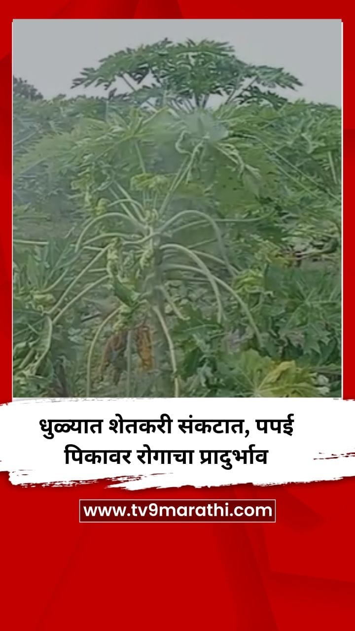 धुळ्यात शेतकरी संकटात, पपई पिकावर रोगाचा प्रादुर्भाव-1733325